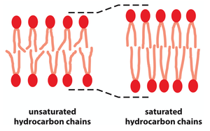 Unsaturated vs. saturated hydrocarbon chains