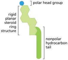 Cholesterol structure