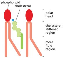 Cholesterol in membrane