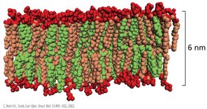 Molecular model of cholesterol in bilayer