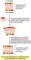 Phospholipid synthesis and scramblase action in ER