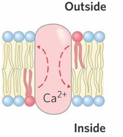 Phospholipid synthesis and scramblase action in ER