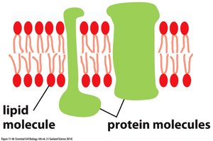Schematic of lipid and protein molecules in membrane