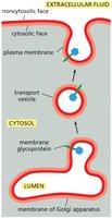 Membrane orientation during vesicle transport