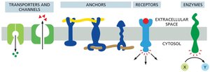 Membrane protein schematic