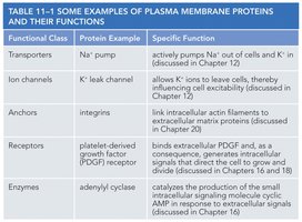 Membrane protein schematic