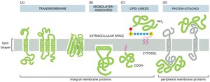 Types of membrane protein association