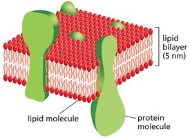 3D schematic of lipid bilayer with proteins