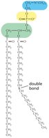 Phospholipid chemical structure with double bond