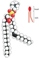 Space-filling model of phospholipid
