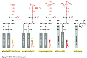 Structures of four major phospholipids