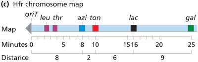 Hfr chromosome map showing gene order and distances