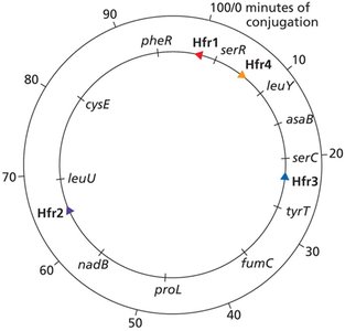 Consolidated Hfr map of E. coli