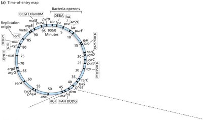 Circular time-of-entry map of E. coli chromosome