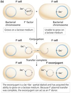 F' conjugation and formation of partial diploid exconjugant