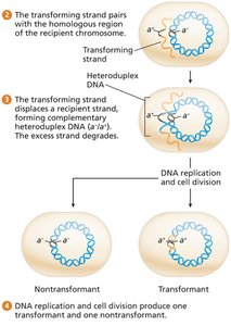 Transformation: heteroduplex formation and segregation (steps 3-4)