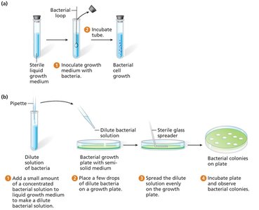 Bacterial growth methods: liquid and solid media, colony formation