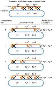 Crossover analysis of cotransduction data