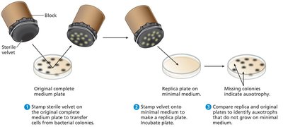 Replica plating technique for identifying auxotrophs
