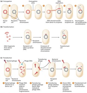 Gene transfer processes: conjugation, transformation, transduction