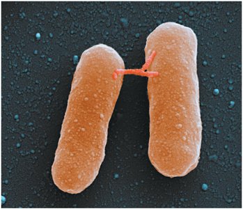 Bacterial conjugation: pilus formation between two cells