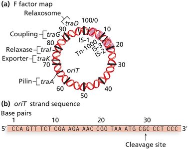F factor map and oriT sequence