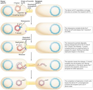 Mechanism of conjugation: stepwise transfer of F factor DNA