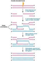 Homologous recombination repair mechanism