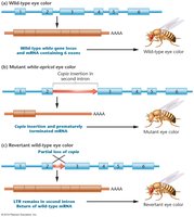 Copia insertion and its effect on Drosophila eye color