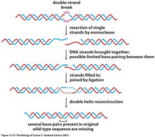Nonhomologous end joining pathway