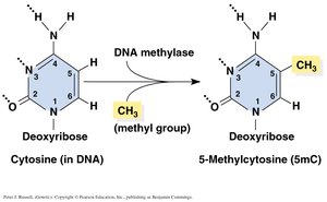 DNA methylation: cytosine to 5-methylcytosine