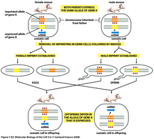 Genetic imprinting and parental allele expression