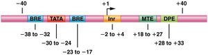 Promoter structure: Inr, TATA box, BRE, DPE, MTE