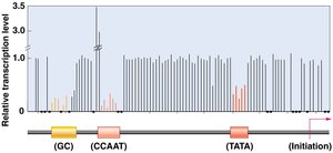 Proximal promoter elements and their effect on transcription
