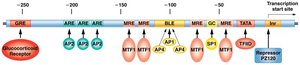 hMTIIA gene regulation by multiple elements