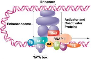 Transcription factor structure with DNA-binding and regulatory domains