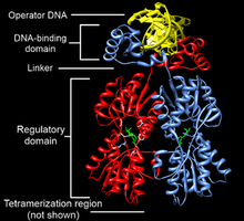 Transcription factor regulatory domain