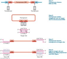 Molecular mechanism of transposon insertion