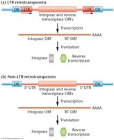LTR and non-LTR retrotransposons