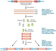 Retrotransposon life cycle: transcription, reverse transcription, integration