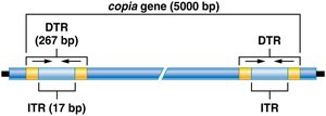 Copia gene structure with DTRs and ITRs