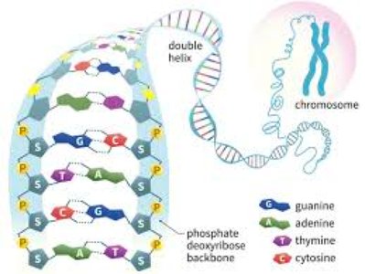 DNA double helix and chromosome structure