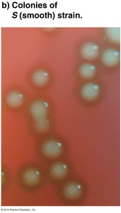 Colonies of S (smooth) strain