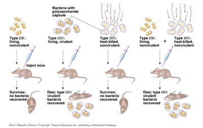 Griffith's transformation experiment with mice