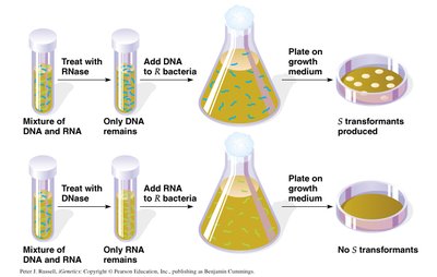 Avery's experiment showing DNA is the transforming agent