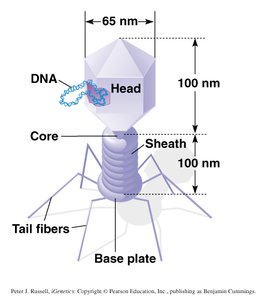Structure of a T2 bacteriophage