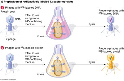 Preparation of radioactively labeled T2 bacteriophages