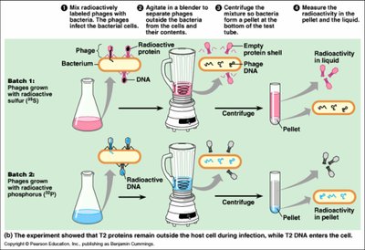 Hershey-Chase experiment showing DNA enters the cell