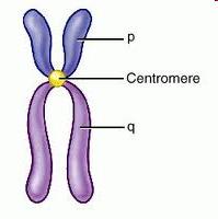 Chromosome with labeled centromere, p and q arms