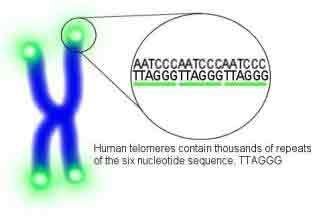 Human telomere repeat sequence